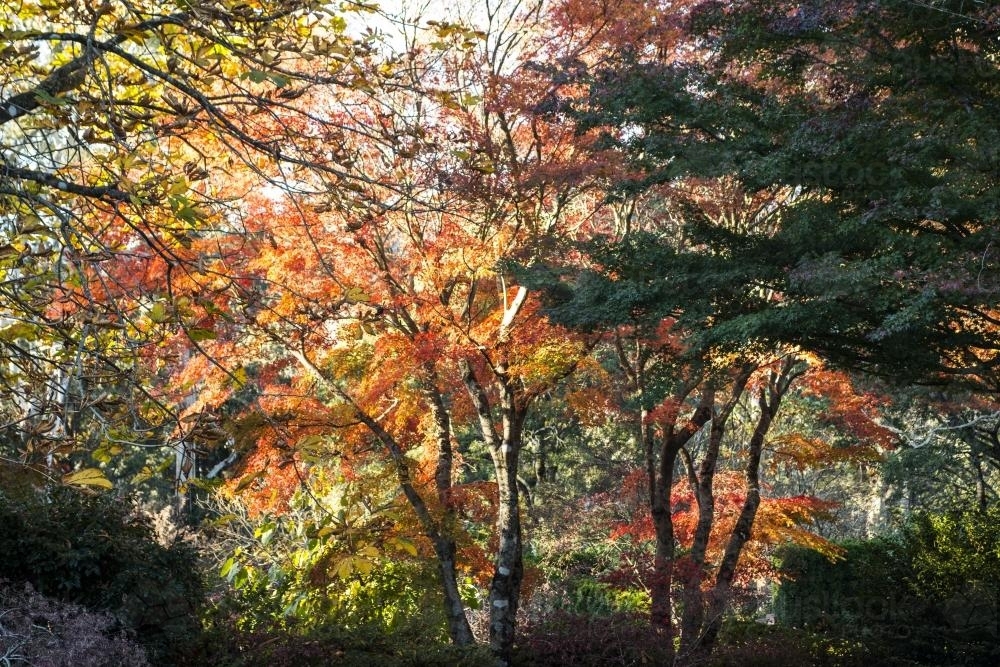 Forest trees in autumn - Australian Stock Image