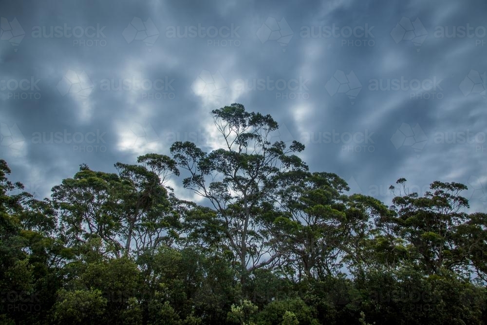 forest treetops and clouds - Australian Stock Image