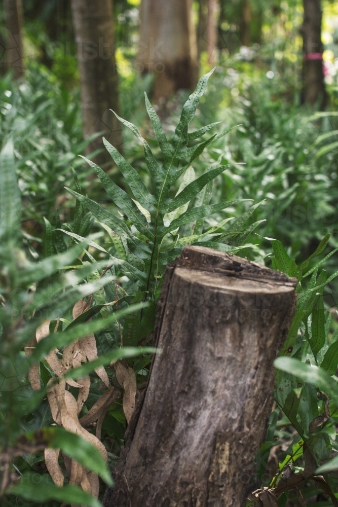 Forest with a cut down tree - Australian Stock Image