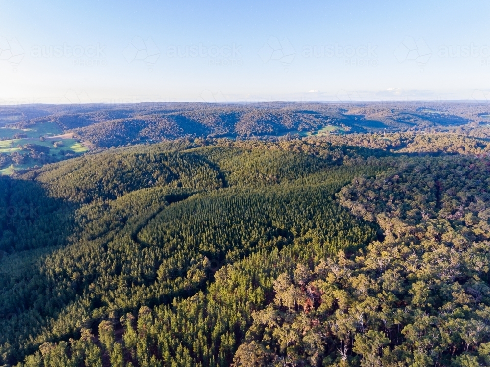 forested landscape of rolling hills - Australian Stock Image