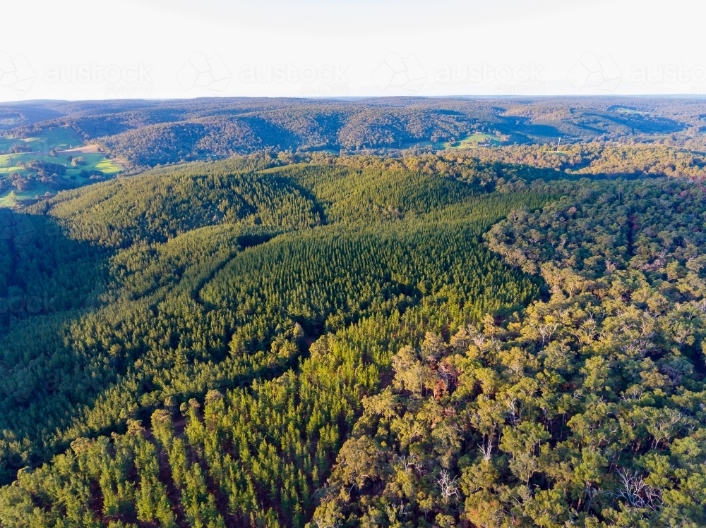 forested landscape of rolling hills - Australian Stock Image