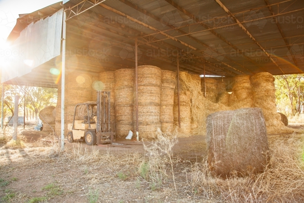 Forklift in a hay shed full of stacked up round hay bales - Australian Stock Image