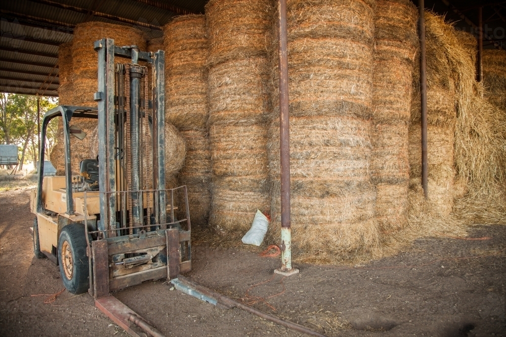Forklift in a hay shed full of stacked up round hay bales - Australian Stock Image