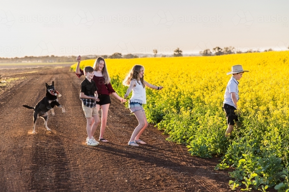 Four children family having fun dancing into canola field on farm with kelpie dog - Australian Stock Image