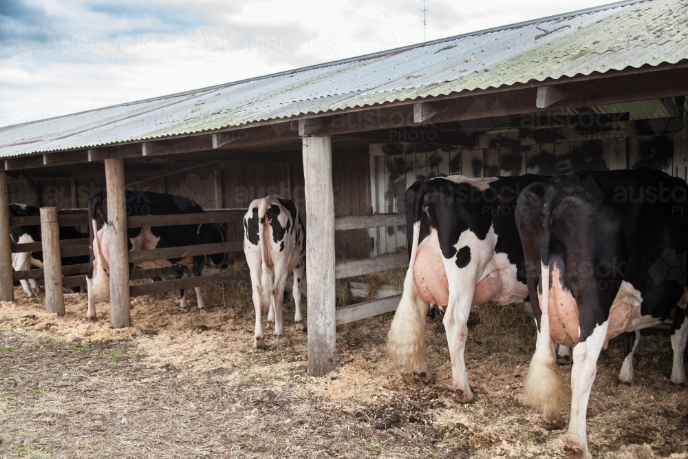 Four dairy cattle standing in shed - Australian Stock Image