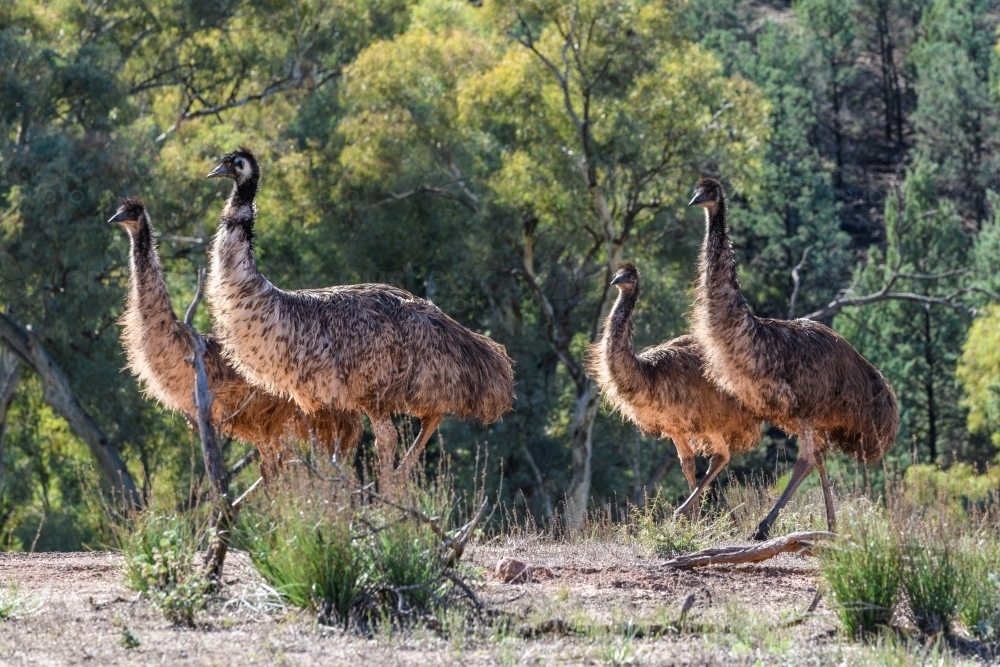 Four emus walking through bushland in afternoon - Australian Stock Image