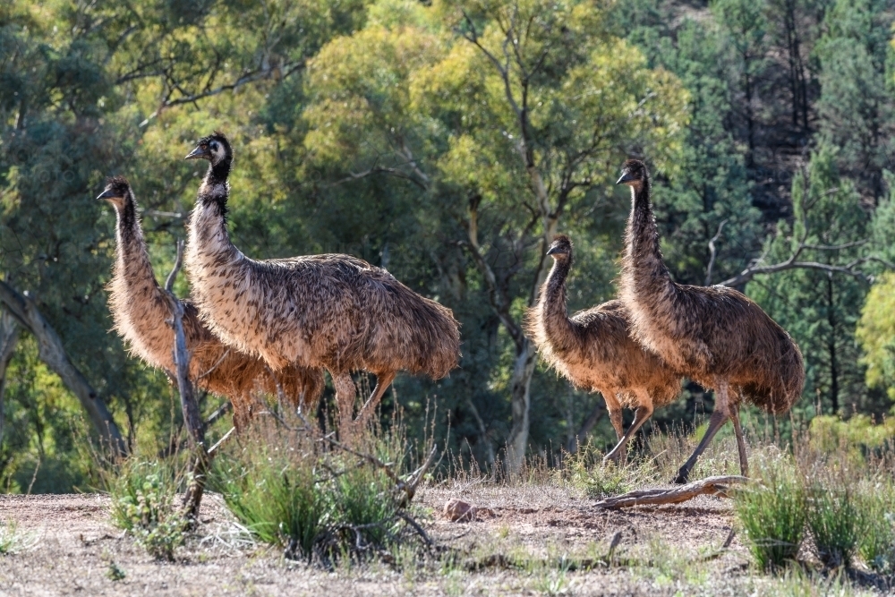 Emu In Bush Image of Four emus walking through bushland in afternoon - Austockphoto
