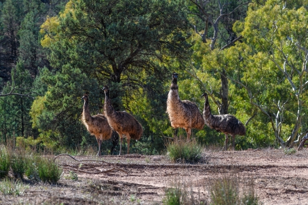 Four emus walking through bushland in afternoon - Australian Stock Image