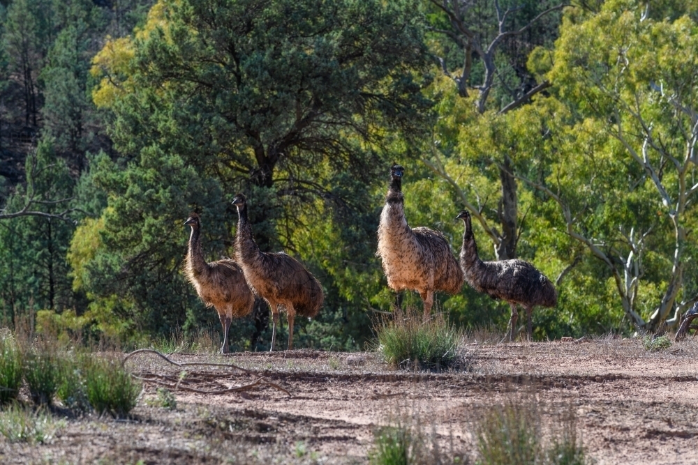 Emu In Bush Image of Four emus walking through bushland in afternoon - Austockphoto