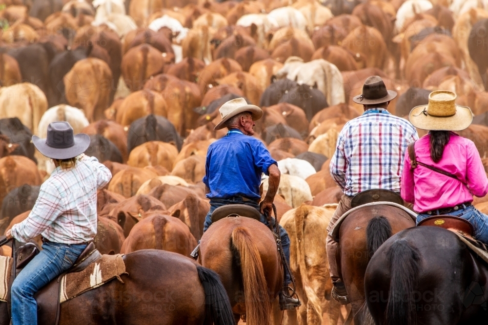 Four horse riders mustering a large mob of cattle. - Australian Stock Image