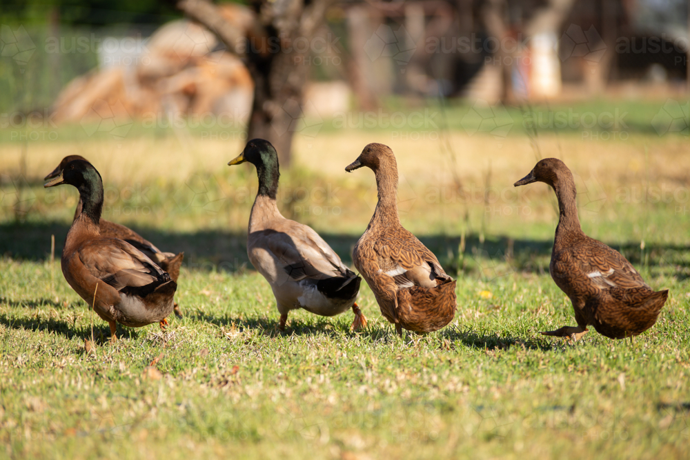 Four Khaki Campbell Ducks in a walking in a row - Australian Stock Image