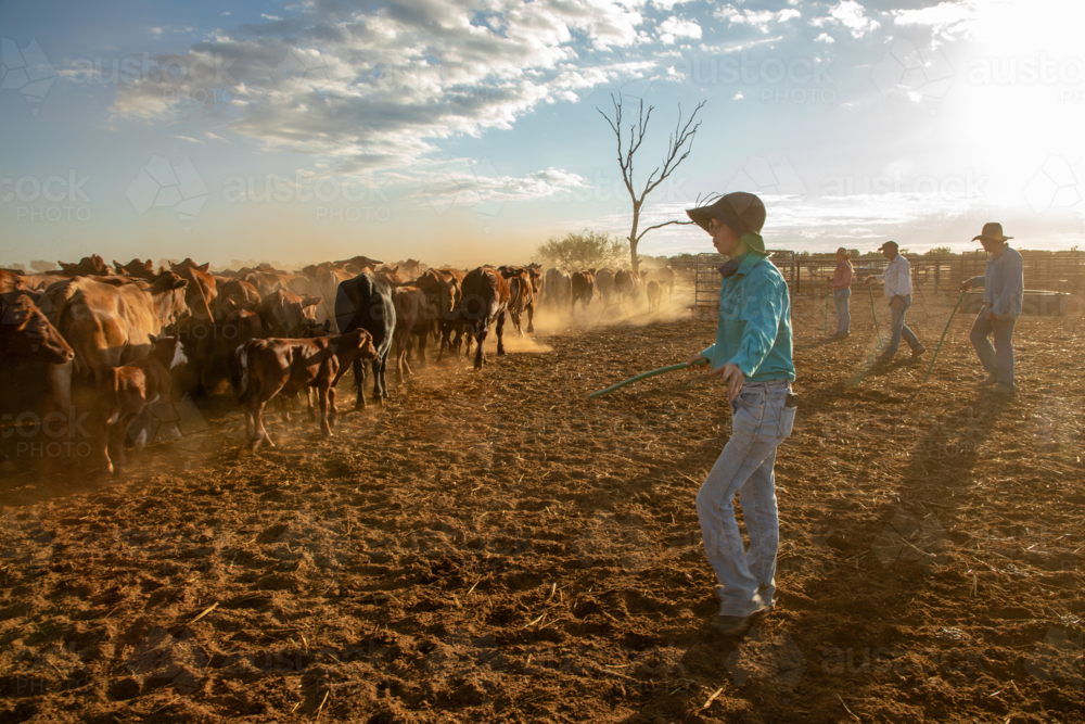 Four people yarding up cows and calves - Australian Stock Image
