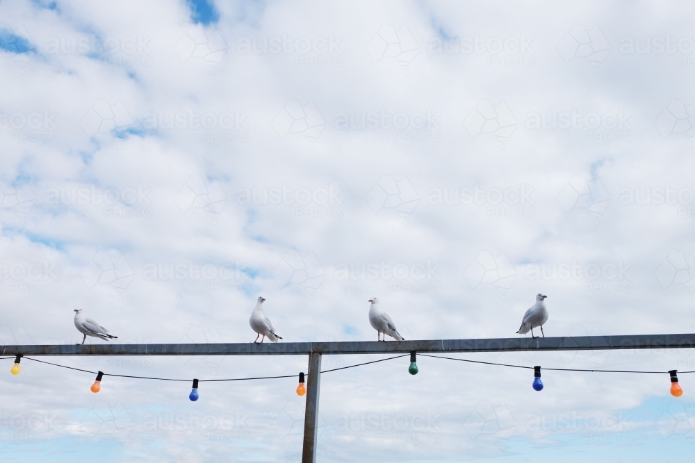 Four seagulls sitting on a fence with lights - Australian Stock Image