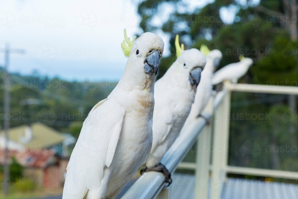 Four sulphur crested cockatoos lined up on a suburban balcony - Australian Stock Image