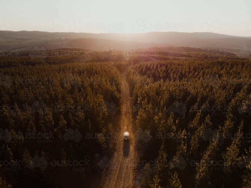 Four wheel drive driving through pine forest at sunset - Australian Stock Image