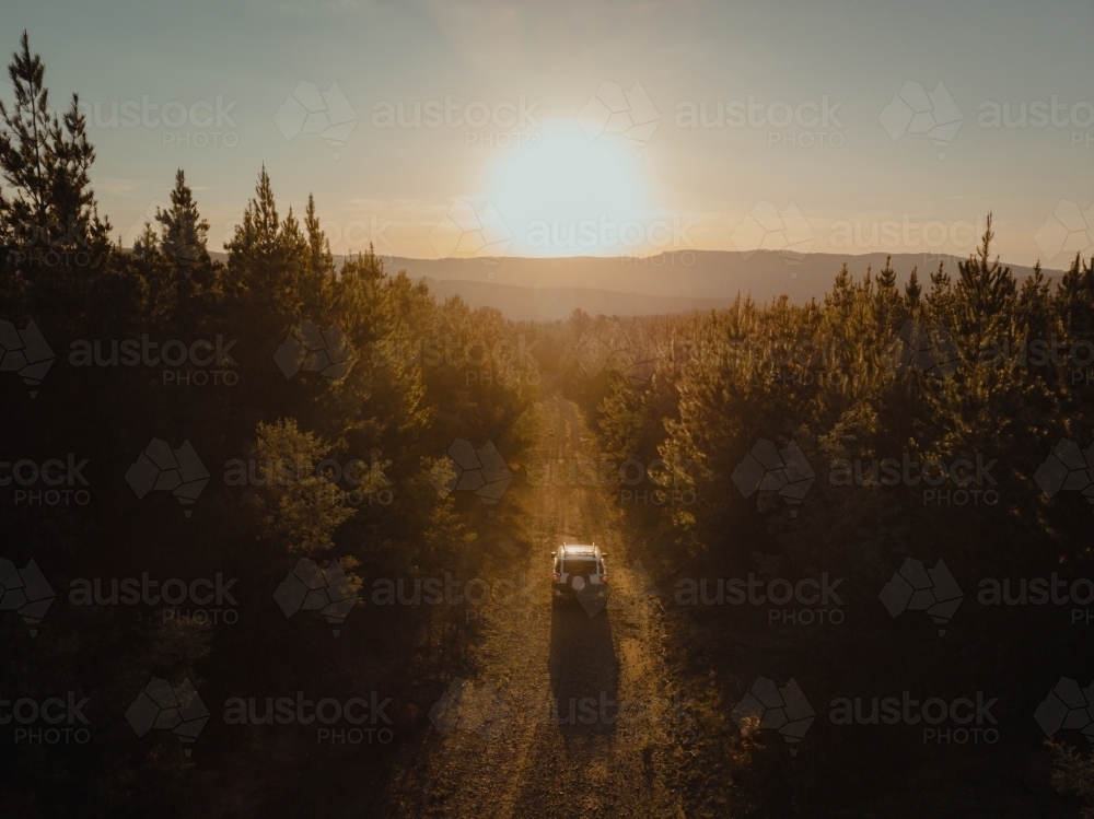 Four wheel drive driving through pine forest at sunset - Australian Stock Image