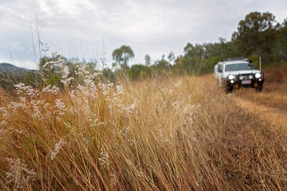 four wheel drive vehicle on dirt road behind long grass - Australian Stock Image