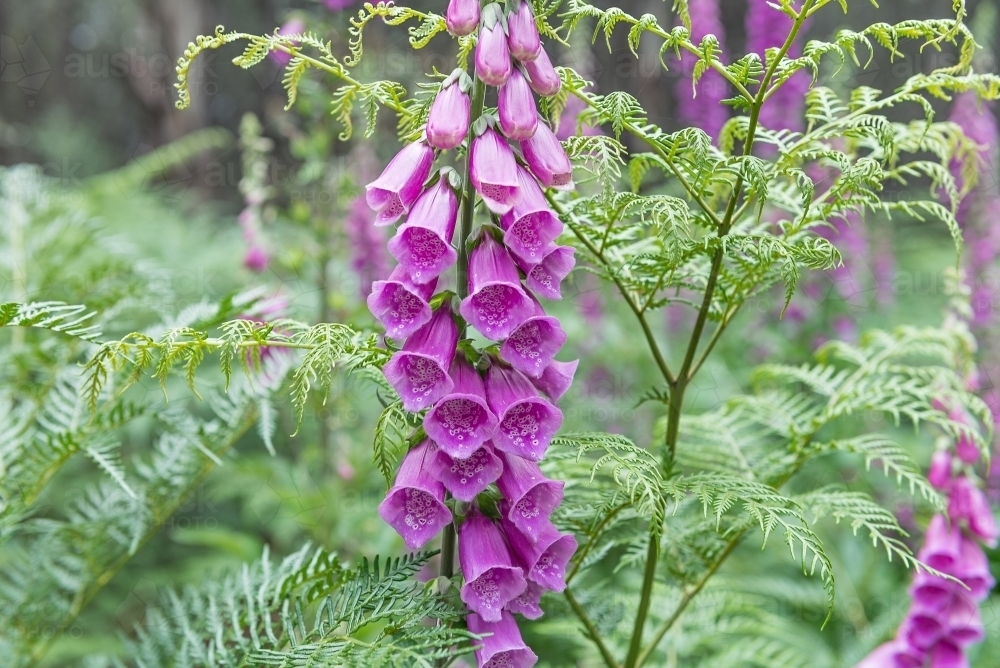 Foxglove flowers & ferns - Australian Stock Image