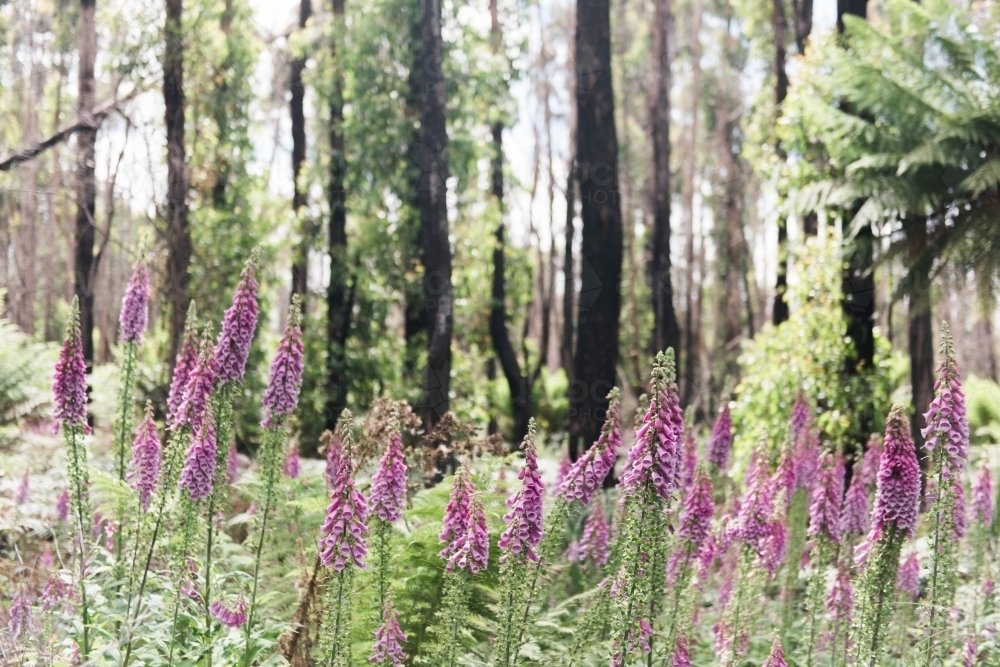Foxgloves growing in bushland - Australian Stock Image