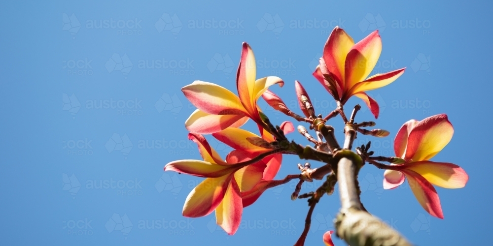 Frangipani flowers - look up to the sky - Australian Stock Image