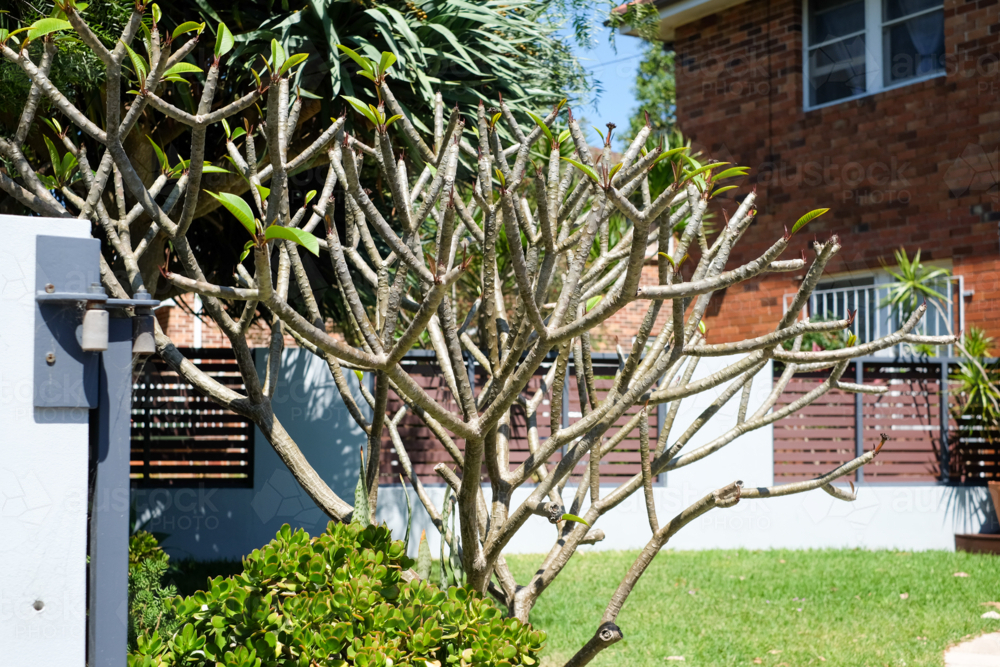Frangipani in winter - Australian Stock Image