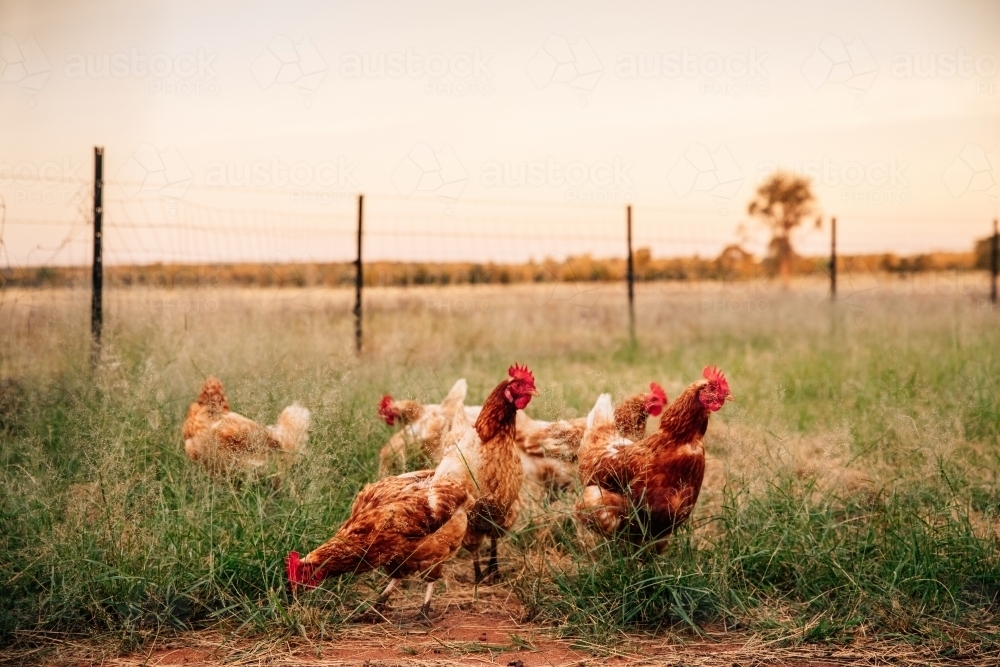 Free range chickens scratching in the grass - Australian Stock Image
