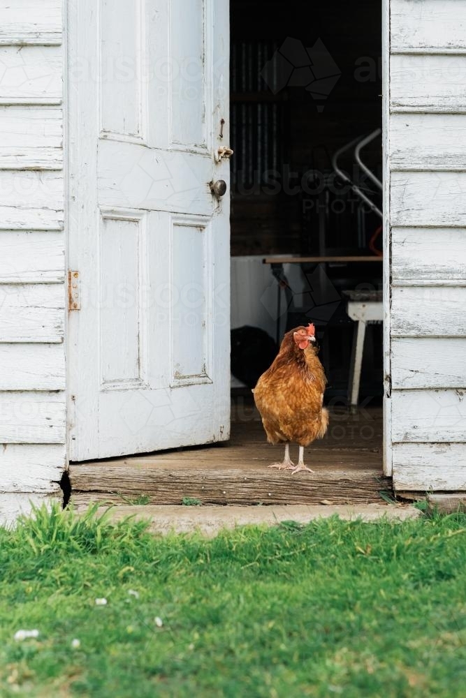 australian lingo chook