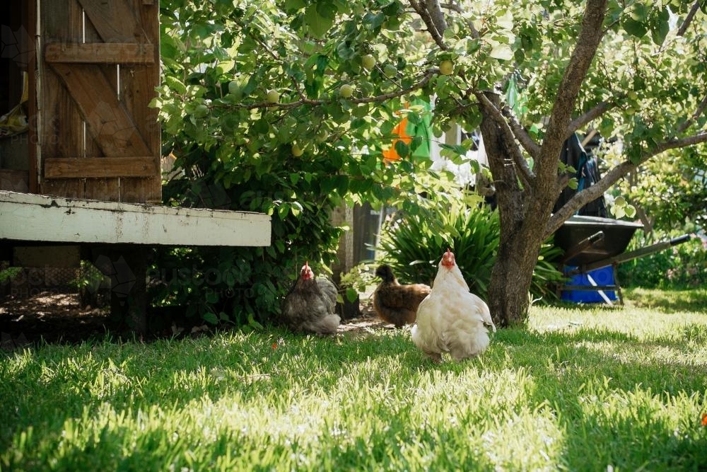 Image of Freerange chooks Austockphoto