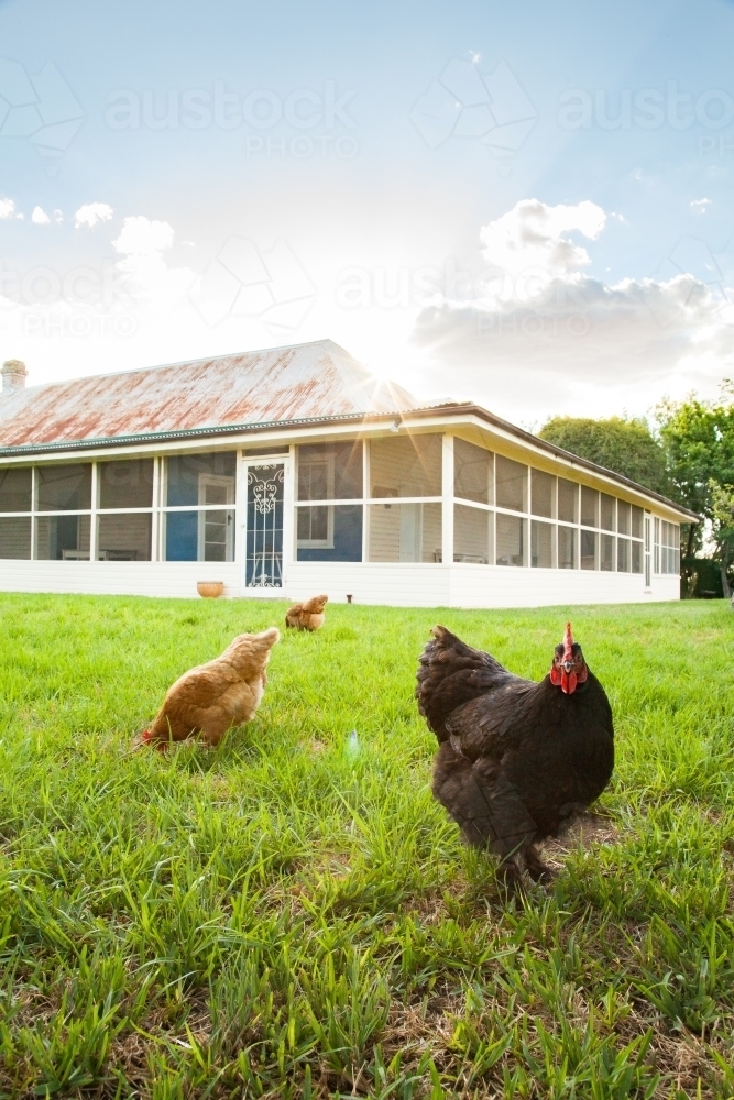 Free range chooks in front of country homestead on a farm - Australian Stock Image