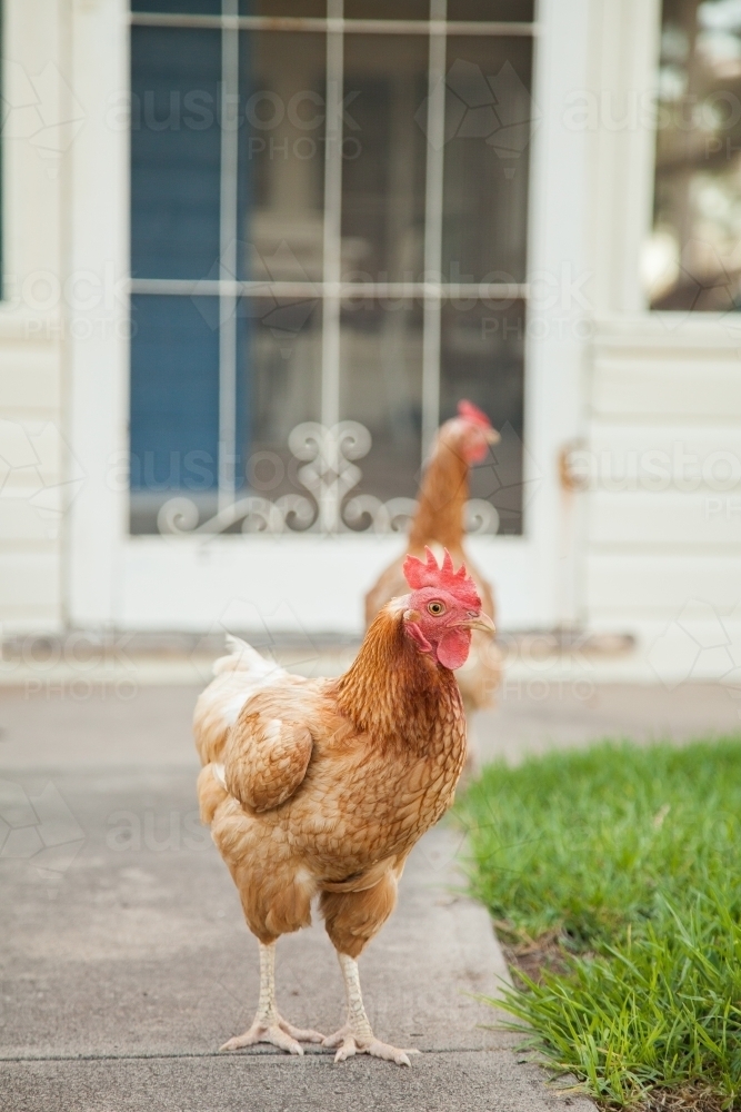 Free range chooks in front of country homestead on a farm - Australian Stock Image