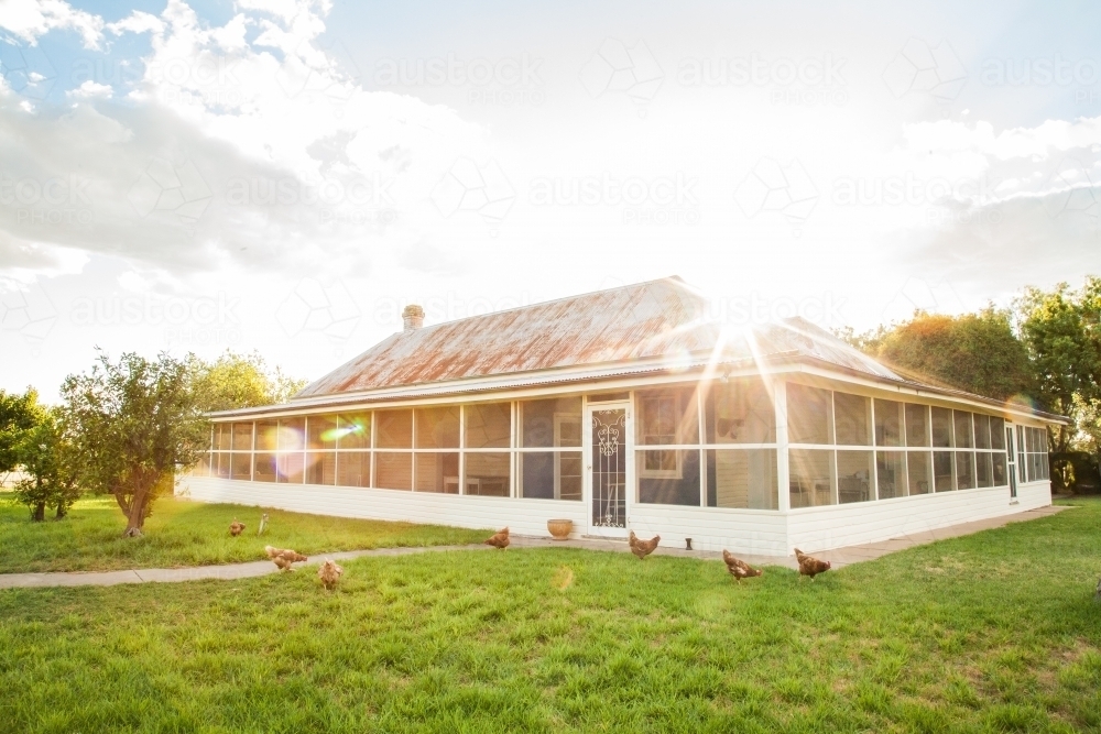 Free range chooks in front of country homestead on a farm - Australian Stock Image