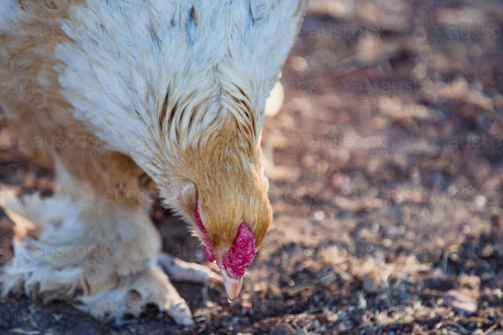 Free range organic chicken - Australian Stock Image