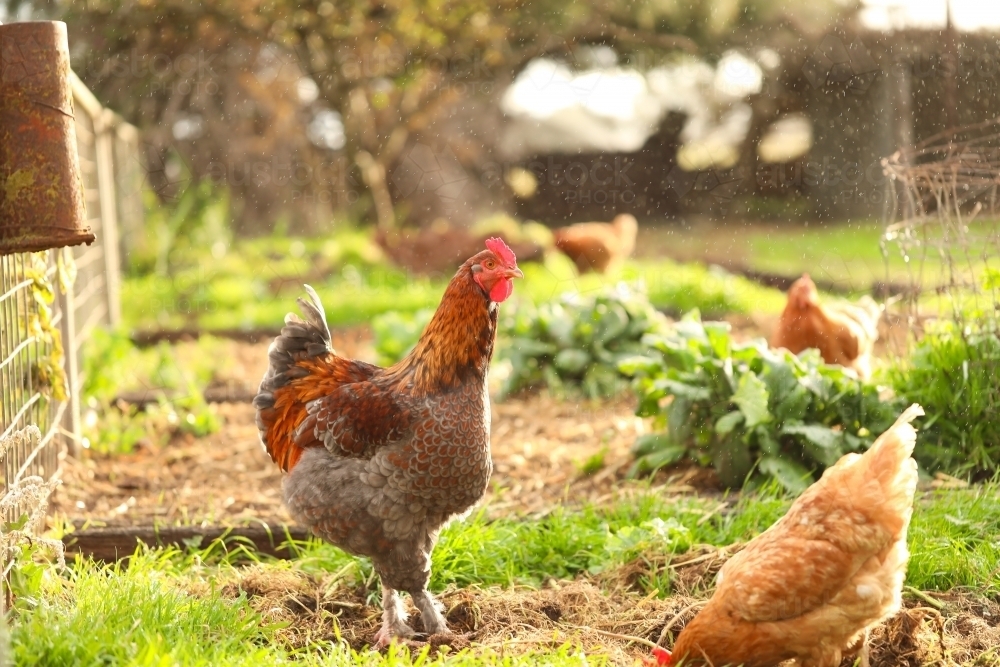 Free range rooster and chickens foraging in vegetable garden in the rain - Australian Stock Image
