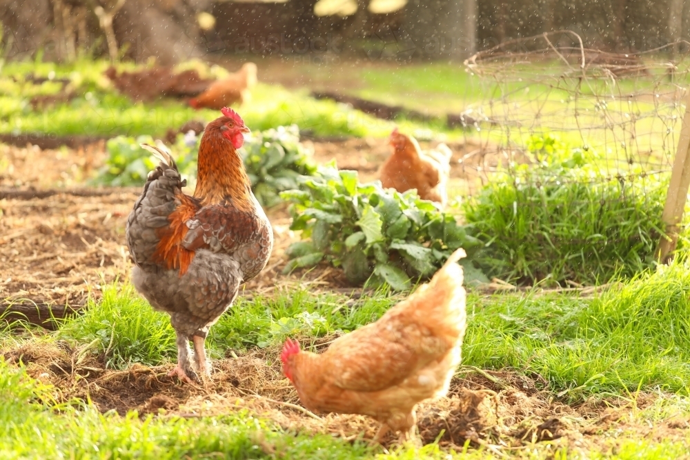 Free range rooster and chickens foraging in vegetable garden in the rain - Australian Stock Image