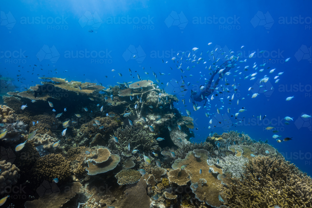 Freediving amongst fish on the Great Barrier Reef - Australian Stock Image