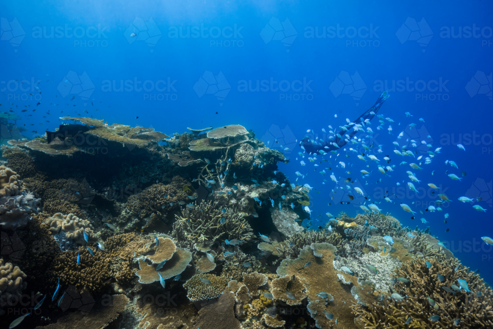 Freediving on the Great Barrier Reef - Australian Stock Image