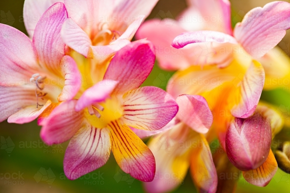 Freesia flowers close up - Australian Stock Image