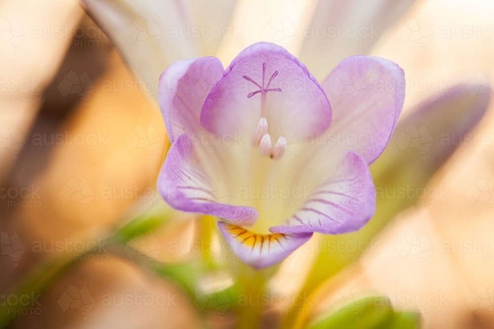 Freesia flowers growing on the lawn in spring - Australian Stock Image