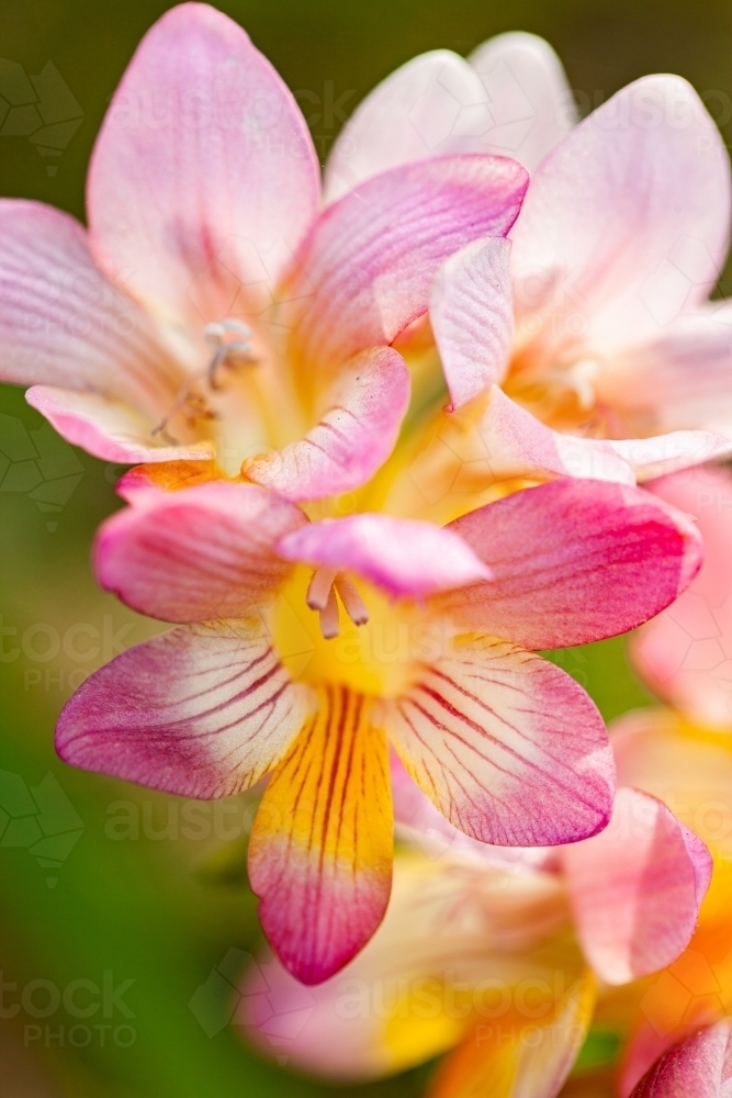Freesia flowers growing on the lawn in spring - Australian Stock Image