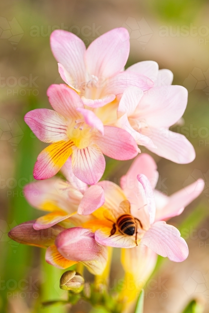 Freesia flowers growing on the lawn in spring - Australian Stock Image