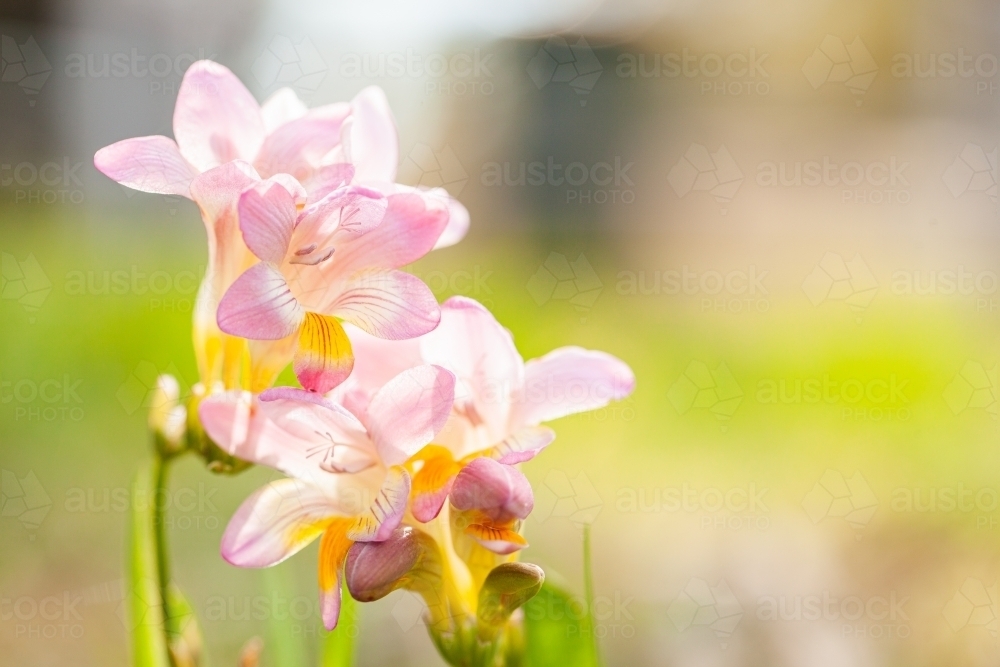 Freesia flowers growing on the lawn in spring - Australian Stock Image