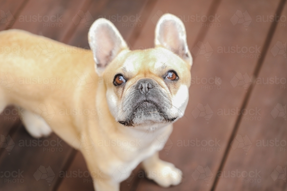 French Bulldog looking up isolated on wood grain background - Australian Stock Image