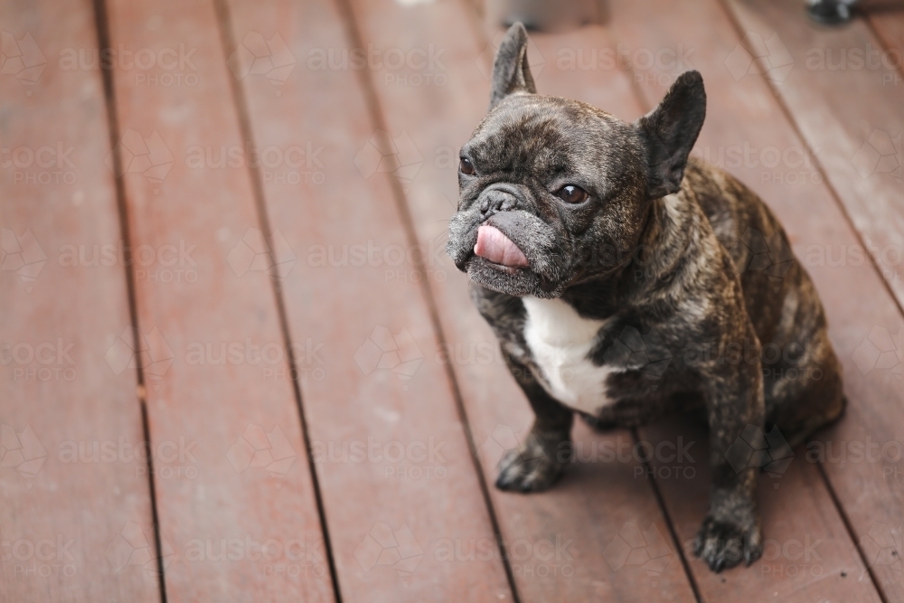 French Bulldog sitting on wooden deck with tongue out - Australian Stock Image