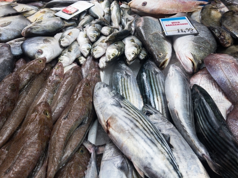 Image of Fresh Australian fish on sale at fish market Austockphoto