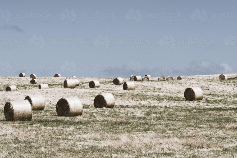 fresh bales of hay on grassy field - Australian Stock Image