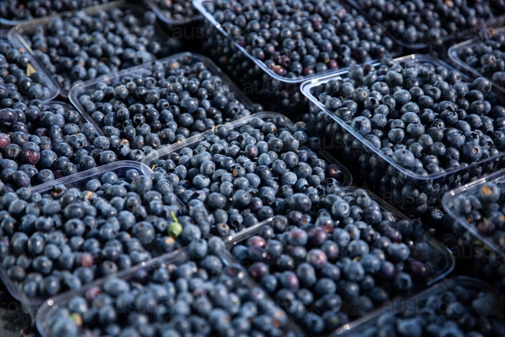 fresh blueberries in punnets - Australian Stock Image