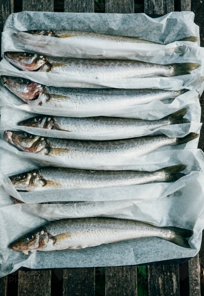 Fresh catch of whiting ready to cook. - Australian Stock Image