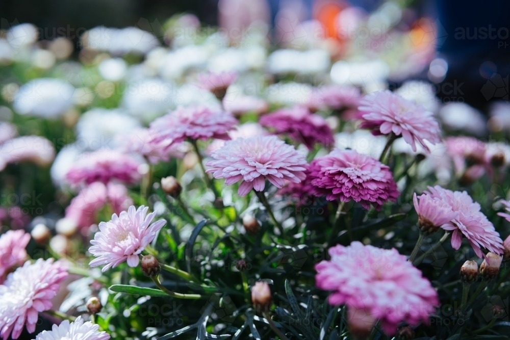 Fresh chrysanthemum flowers in nature. - Australian Stock Image