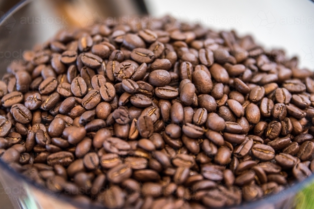 Fresh coffee beans in grinder - Australian Stock Image