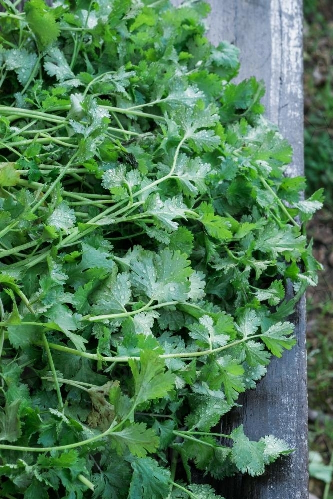 Image of Fresh coriander detail Austockphoto
